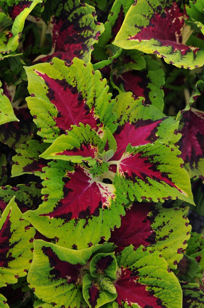 Coleus - Solenostemon scutellariodes hybrid 'Kong Jr. Rose' Coleus - Solenostemon scutellariodes hybrid 'Kong Jr. Rose'