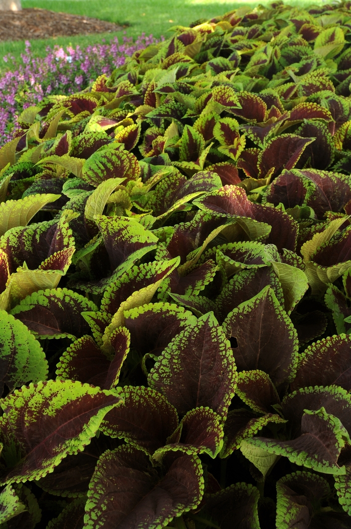 Coleus - Solenostemon scutellariodes hybrid 'Kong Jr. Scarlet'