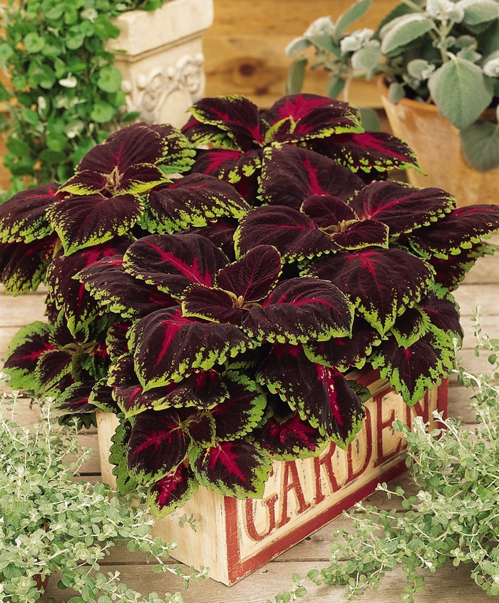 Coleus - Solenostemon scutellariodes 'Kong Red'