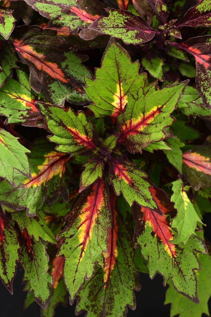 Coleus - Solenostemon scutellarioides 'Marquee Special Effects'