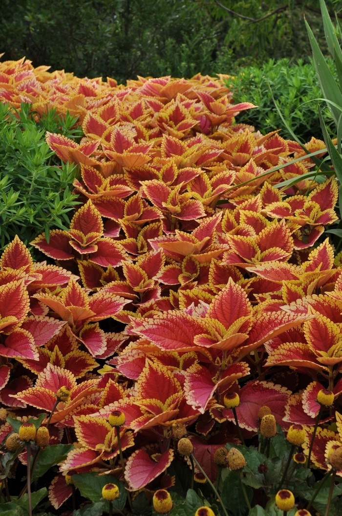 Coleus - Solenostemon scutelleriodes 'Trusty Rusty'