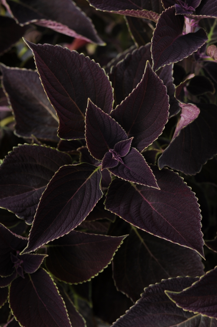 Coleus - Solenostemon scuttelariodes 'Vino' Coleus - Solenostemon scuttelariodes 'Vino'