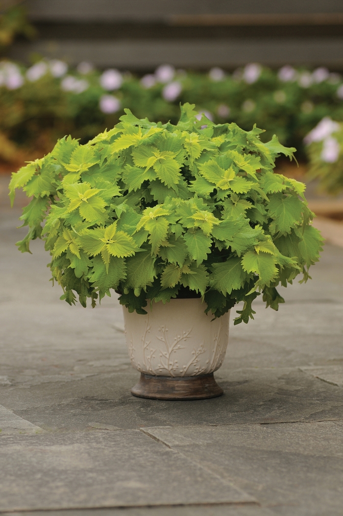 Coleus - Solenostemon scutellarioides 'Wasabi' Coleus - Solenostemon scutellarioides 'Wasabi'