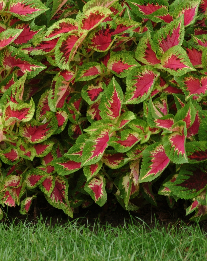 Coleus - Solenostemon scutellariodes 'Premium Sun Watermelon'