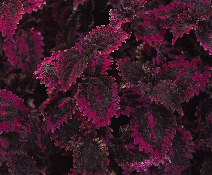 Coleus - Solenostemon scutellarioides 'Florida Sun Rose'