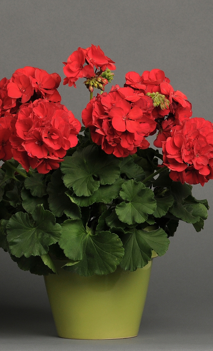 Pelargonium x hortorum 'Dynamo Dark Red' Zonal Geranium Ebert's