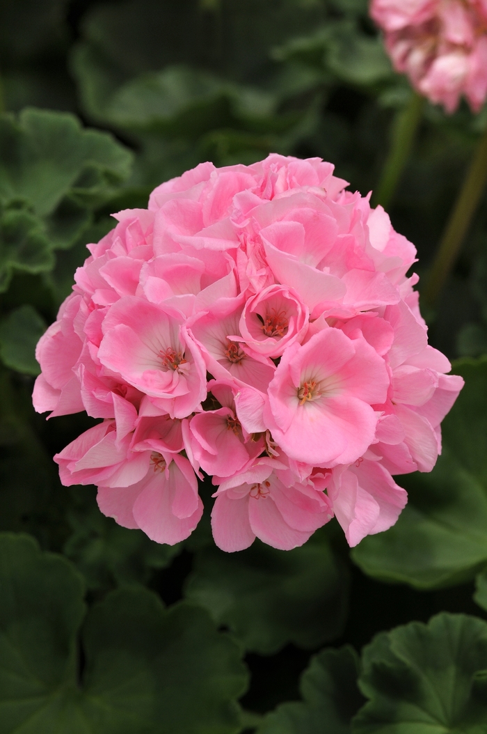 Geranium, Zonal - Pelargonium 'Dynamo Light Pink'