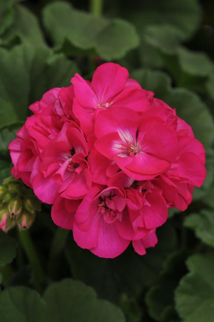 Geranium, Zonal - Pelargonium 'Dynamo Purple' Geranium, Zonal - Pelargonium 'Dynamo Purple'