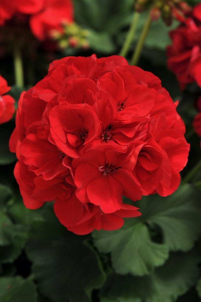 Geranium, Zonal - Pelargonium 'Dynamo Red'