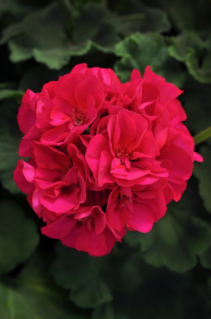 Geranium, Zonal - Pelargonium 'Dynamo Violet'