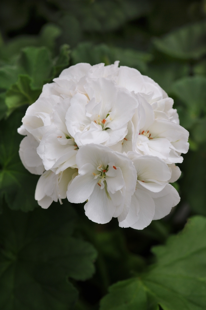 Geranium, Zonal - Pelargonium 'Dynamo White'