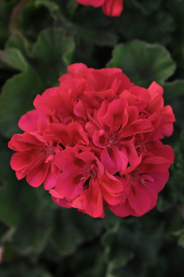 Geranium, Zonal - Pelargonium 'Fantasia Cranberry Sizzle' Geranium, Zonal - Pelargonium 'Fantasia Cranberry Sizzle'