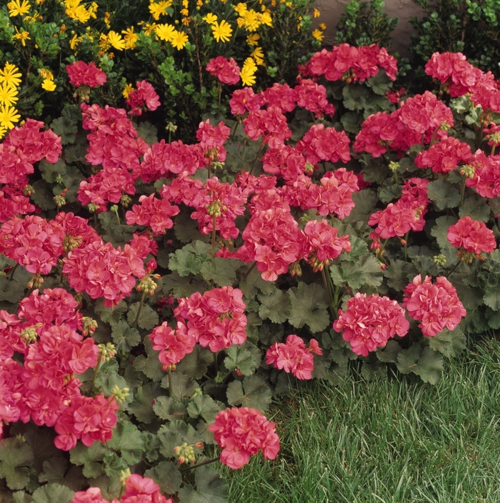 Geranium, Zonal - Pelargonium x hortorum Fantasia® Flamingo Rose Geranium, Zonal - Pelargonium x hortorum Fantasia® Flamingo Rose