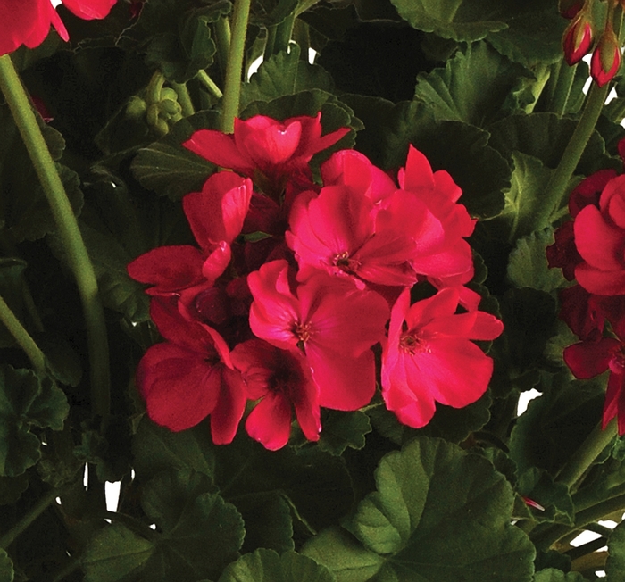 Geranium, Zonal - Pelargonium x hortorum 'Sunrise Fuchsia' Geranium, Zonal - Pelargonium x hortorum 'Sunrise Fuchsia'