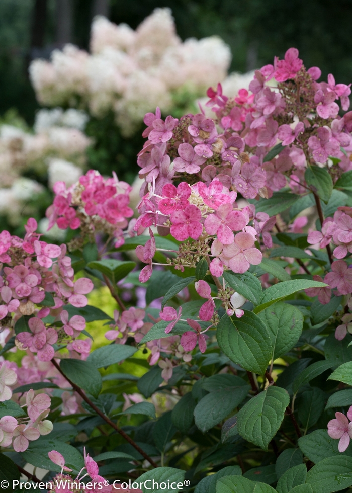 Hydrangea - Hydrangea paniculata 'Little Quick Fire' Hydrangea - Hydrangea paniculata 'Little Quick Fire'