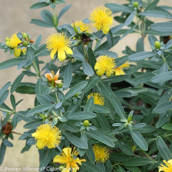 Blues Festival® - Hypericum kalmianum Blues Festival® - Hypericum kalmianum