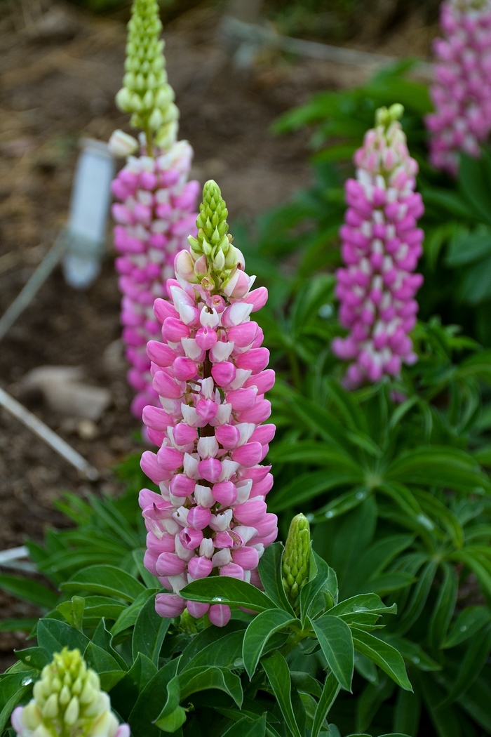 Lupine - Lupinus polyphyllus 'Gallery Mini Pink Bicolor' Lupine - Lupinus polyphyllus 'Gallery Mini Pink Bicolor'
