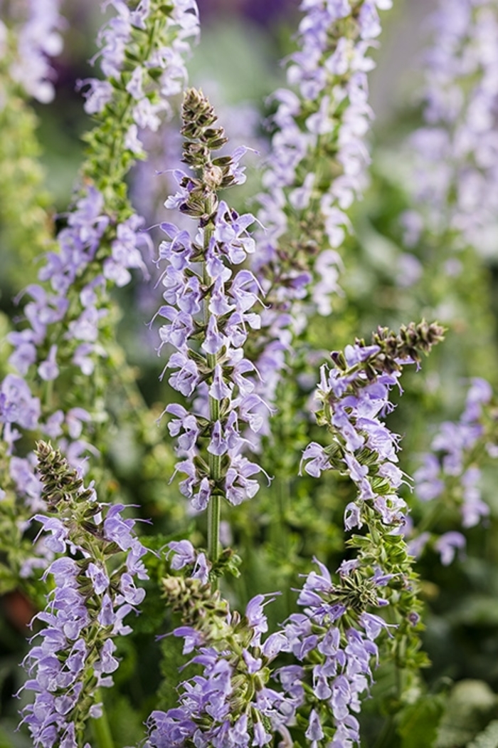 Color Spires® 'Crystal Blue' - Salvia nemerosa (Meadow Sage)