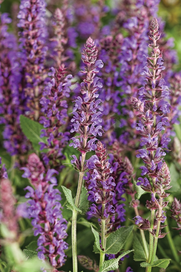 Color Spires® 'Violet Riot' - Salvia nemerosa