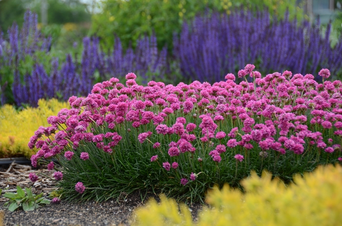 Sea Thrift - Armeria maritima 'Bloodstone' Sea Thrift - Armeria maritima 'Bloodstone'