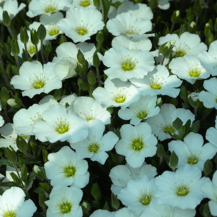 Sandwort - Arenaria montana 'Blizzard Compact'