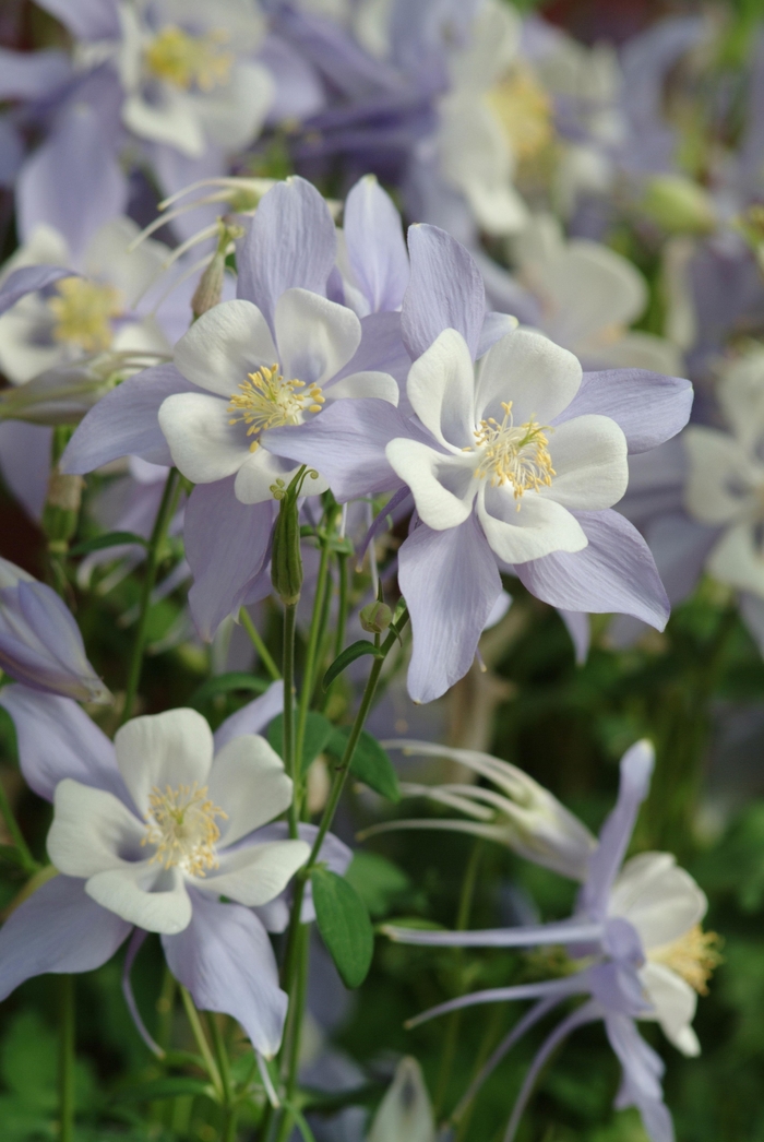 Columbine - Aquilegia x hybrida 'Songbird Blue Bird' Columbine - Aquilegia x hybrida 'Songbird Blue Bird'