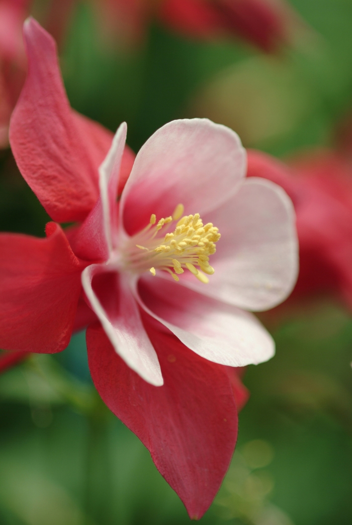 Columbine - Aquilegia x hybrida 'Songbird Cardinal' Columbine - Aquilegia x hybrida 'Songbird Cardinal'