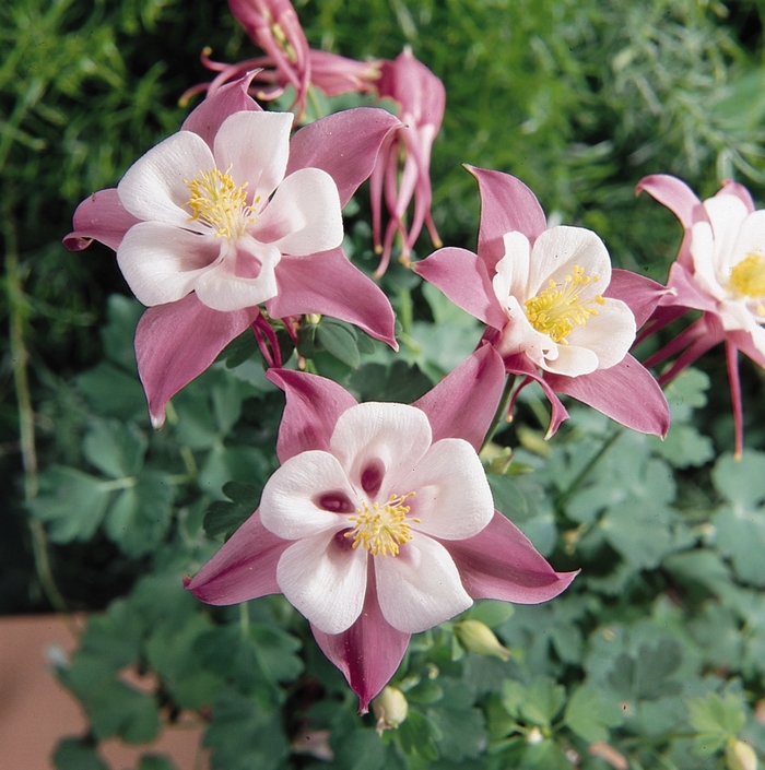 Aquilegia Songbird Robin Columbine Ebert S Greenhouse Aquilegia Songbird Robin Columbine Ebert S Greenhouse