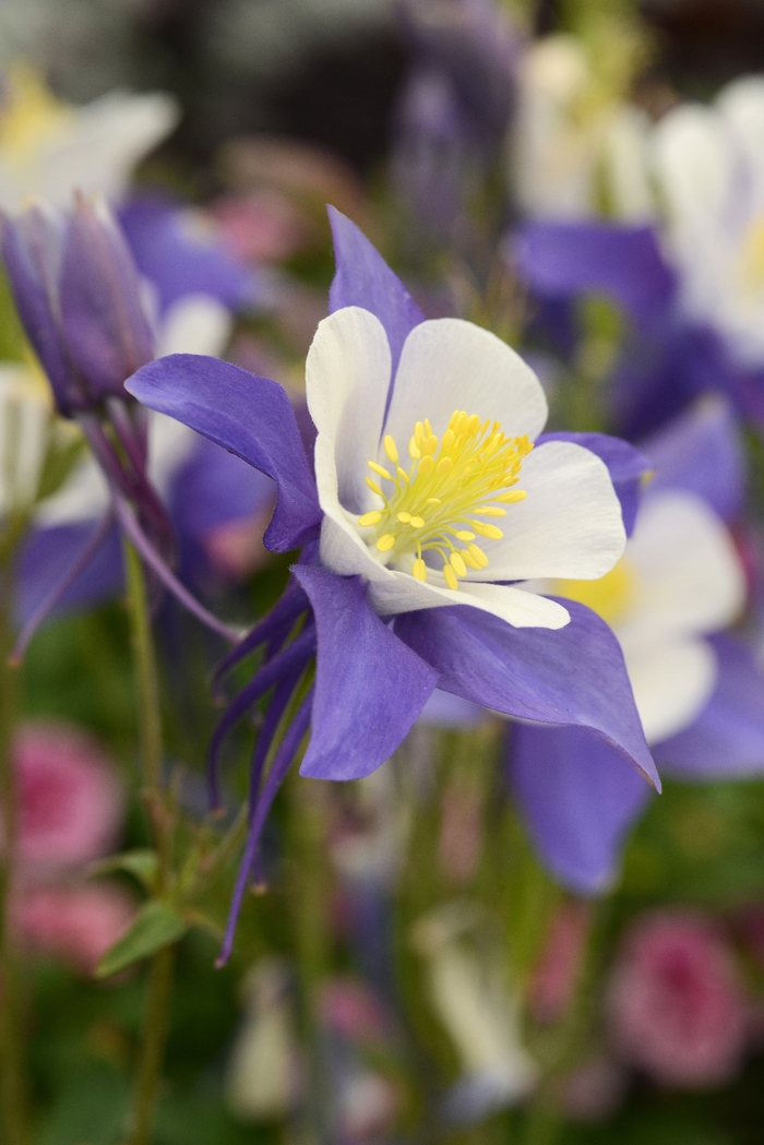 Columbine - Aquilegia 'Swan Blue and White'