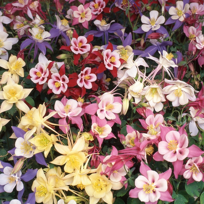 Columbine - Aquilegia 'Swan Mix'