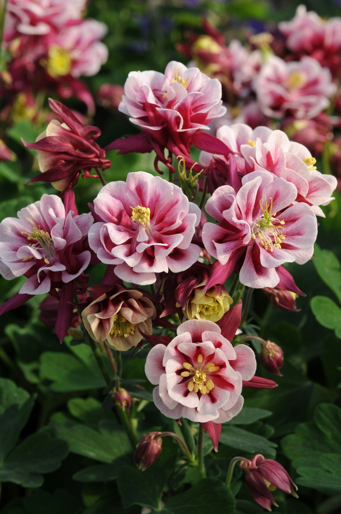 Columbine - Aquilegia vulgaris 'Winky Double Red & White'