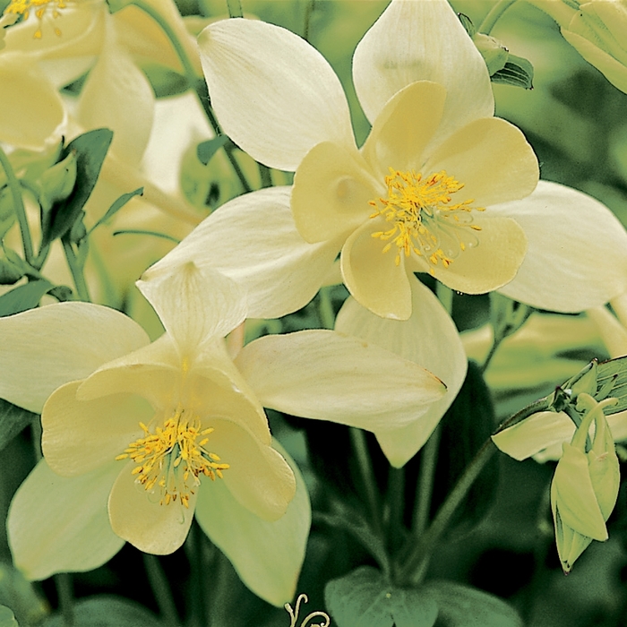 Columbine - Aquilegia caerulea 'Origami Yellow' Columbine - Aquilegia caerulea 'Origami Yellow'