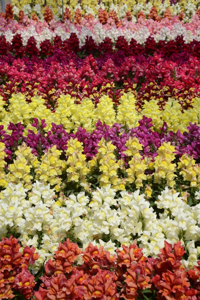 Snapdragon - Antirrhinum majus 'Snapshot™ Mix'