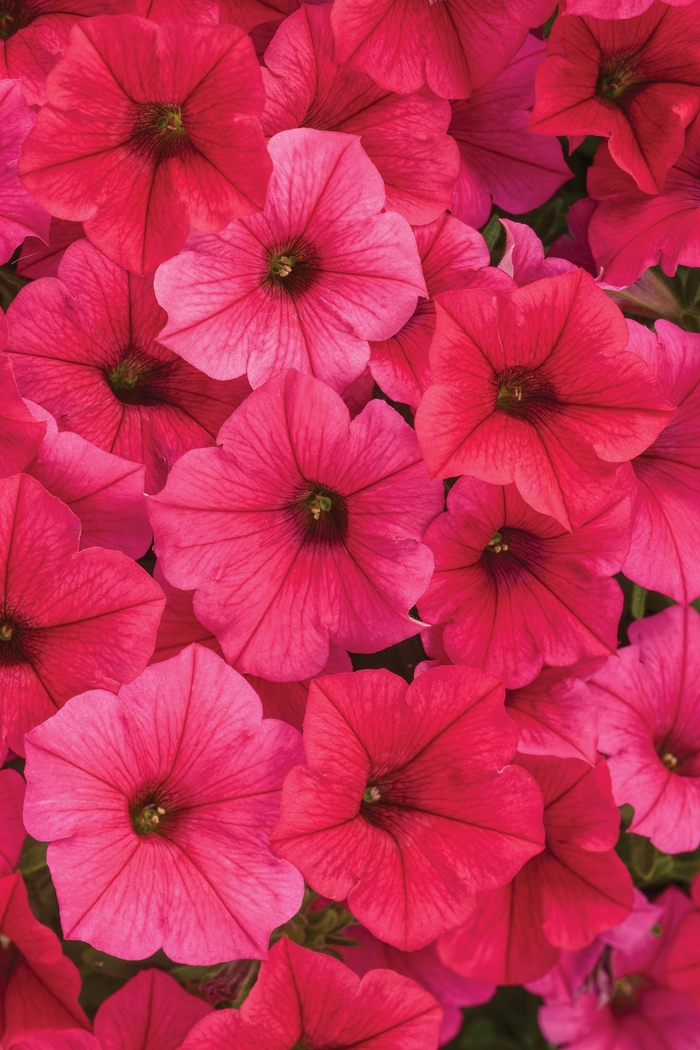 Petunia - Petunia hybrid 'Supertunia Vista Paradise' Petunia - Petunia hybrid 'Supertunia Vista Paradise'
