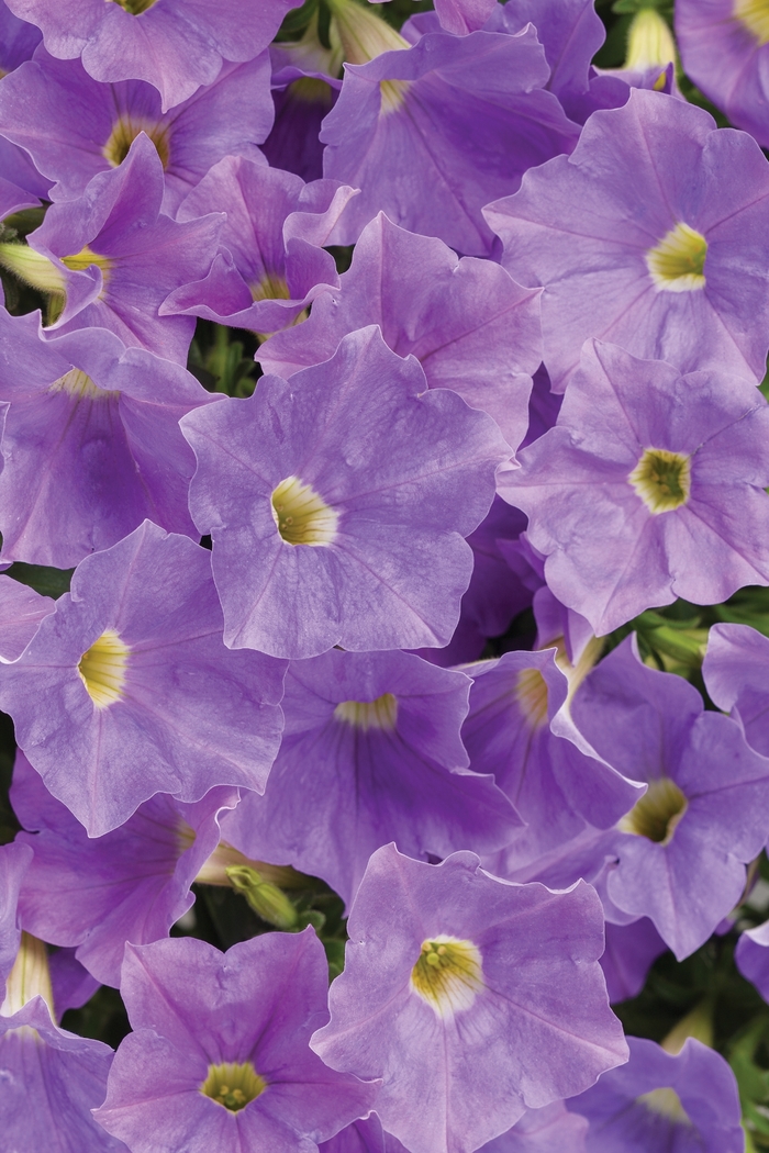 Supertunia Petunia - Petunia 'Supertunia Blue Skies' Supertunia Petunia - Petunia 'Supertunia Blue Skies'