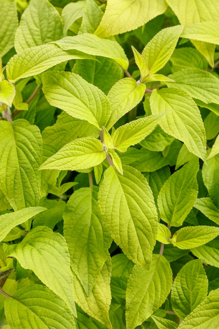 Pineapple Sage - Salvia elegans 'Golden Delicious'