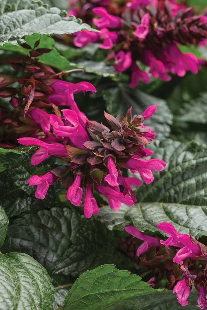 Rockin™ Sage - Salvia 'Rockin' Fuchsia'