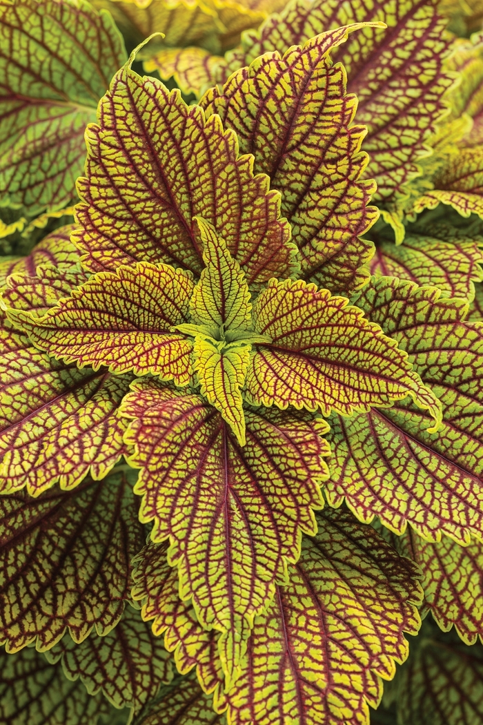 ColorBlaze® Golden Dreams™ - Solenostemon scutellarioides ColorBlaze® Golden Dreams™ - Solenostemon scutellarioides