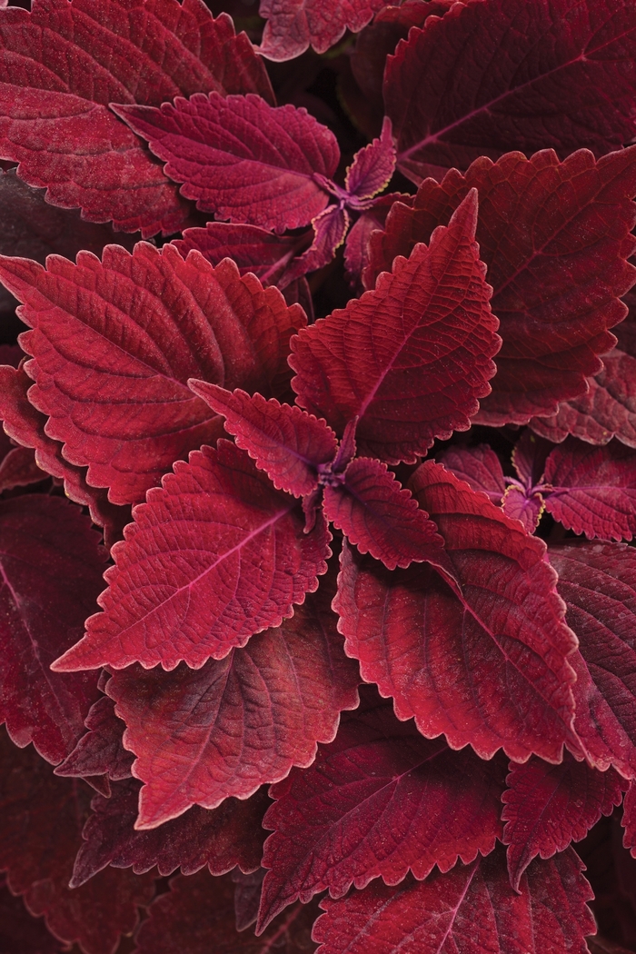 ColorBlaze® Rediculous™ - Solenostemon scutellarioides 'Rediculous™' (Coleus)