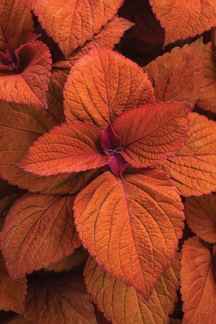 Coleus - Solenostemon s. 'ColorBlaze Sedona Sunset' Coleus - Solenostemon s. 'ColorBlaze Sedona Sunset'
