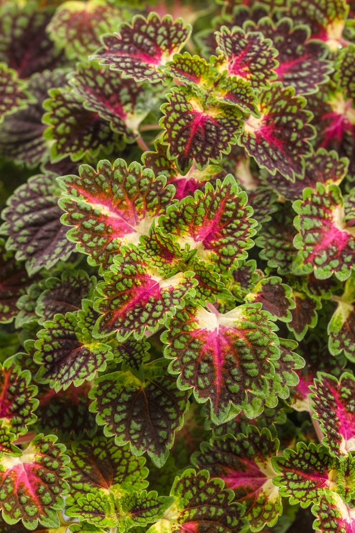 ColorBlaze® Strawberry Drop - Solenostemon scutellarioides ColorBlaze® Strawberry Drop - Solenostemon scutellarioides