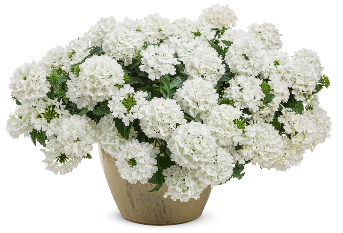 Superbena® 'Whiteout™' - Verbena 