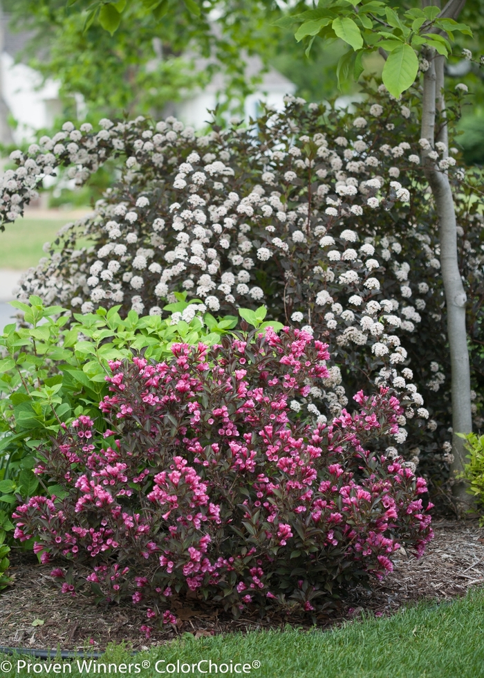 Ninebark - Physocarpus opulifolius 'Summer Wine' Ninebark - Physocarpus opulifolius 'Summer Wine'
