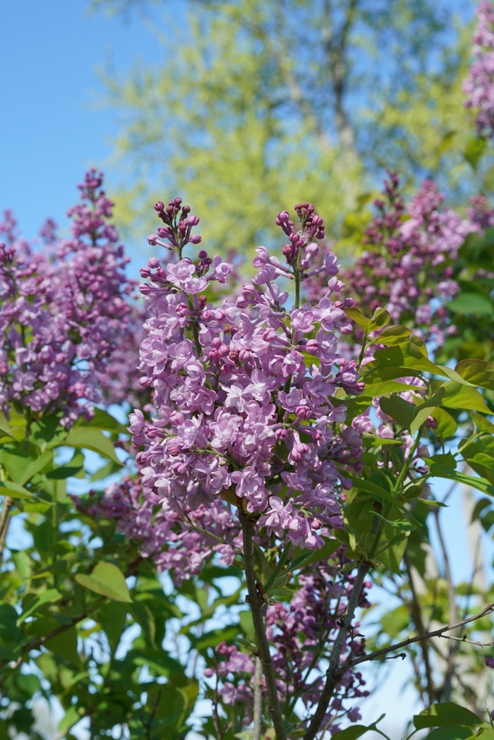 Scentara® Double Blue - Syringa x hyacinthiflora 'SMNSHBBL' PP29801, Can PBRAF (Lilac) Scentara® Double Blue - Syringa x hyacinthiflora 'SMNSHBBL' PP29801, Can PBRAF (Lilac)