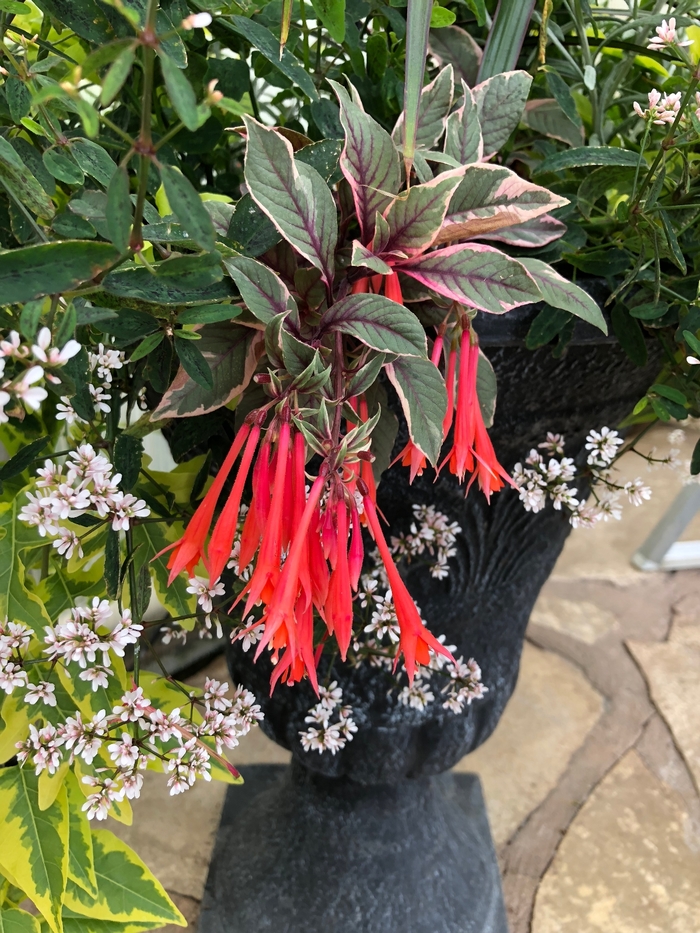 Upright Fuchsia - Fuchsia hybrida 'Firecracker'