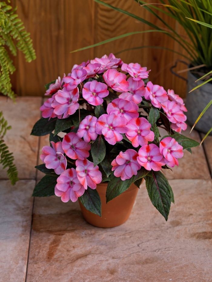 Impatiens - Impatiens 'SunPatiens® Compact Pink Candy' Impatiens - Impatiens 'SunPatiens® Compact Pink Candy'