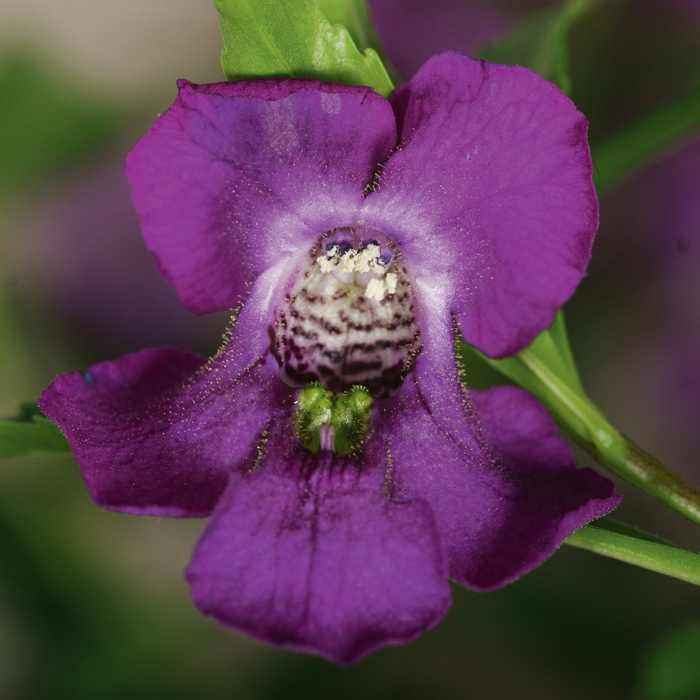 Angelonia (Summer Snapdragon) - Angelonia angustifolia 'Carita Purple'
