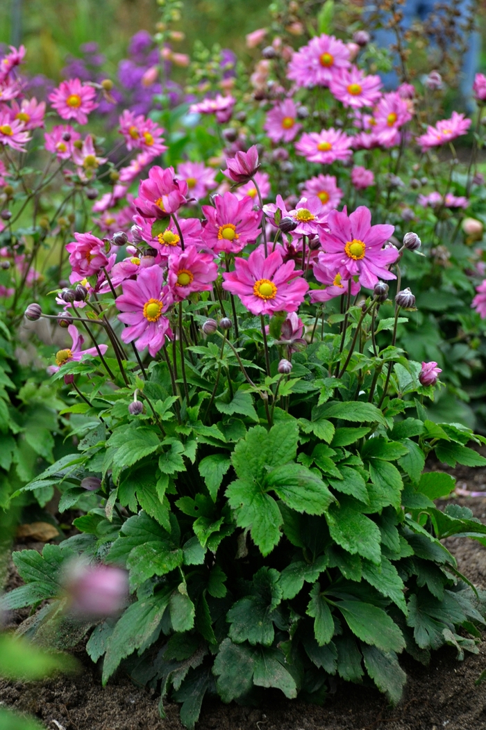 Windflower - Anemone 'Curtain Call Deep Rose' 