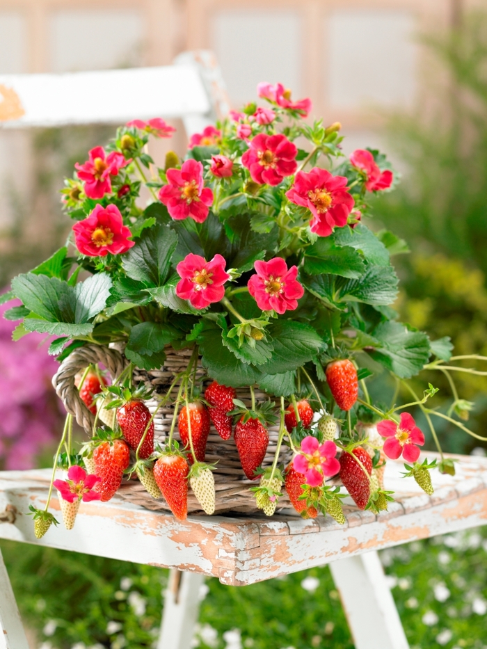 Strawberry - Fragraria ananassa 'Tristan' Strawberry - Fragraria ananassa 'Tristan'