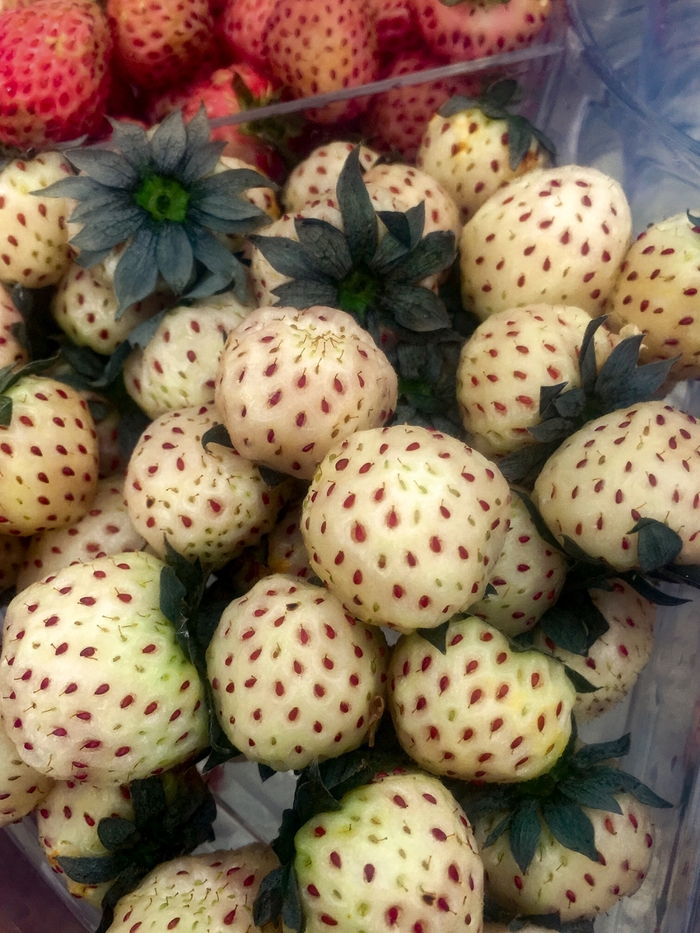Pineberry - Fragaria x ananassa 'White Carolina'
